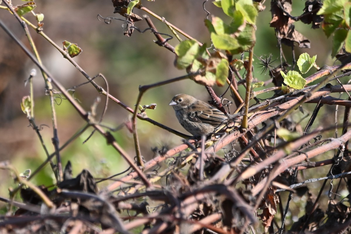 Blue-black Grassquit - alexandre bibeau