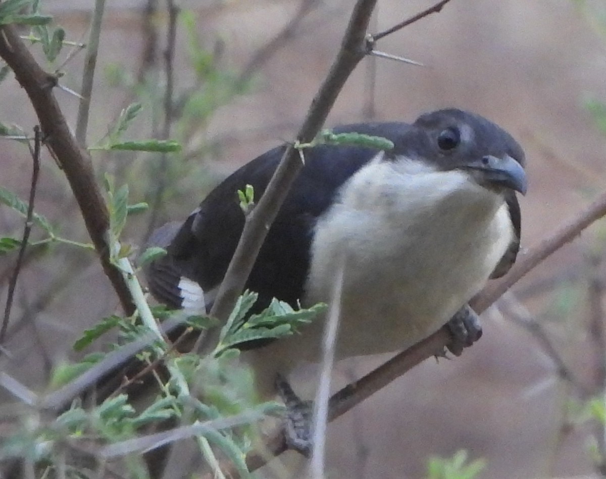 Pied Cuckoo - ML620637598