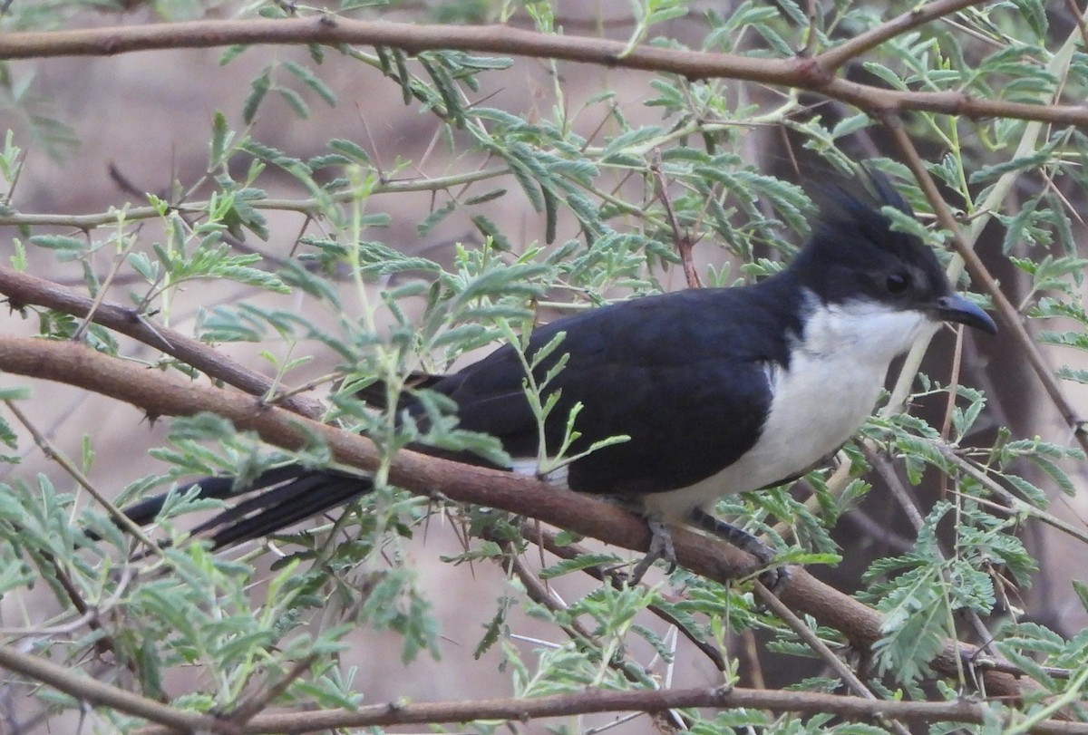 Pied Cuckoo - ML620637600