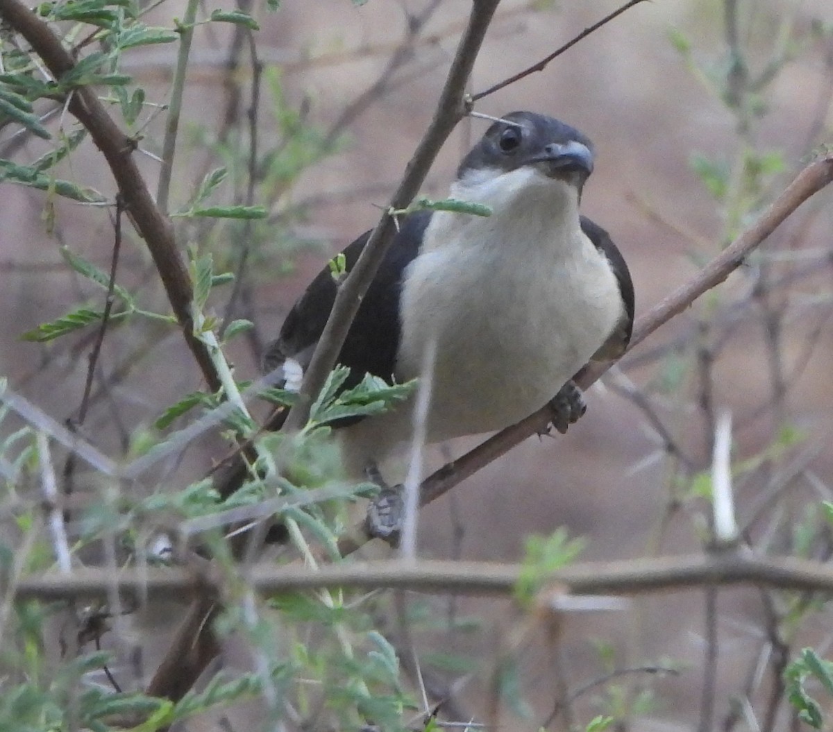 Pied Cuckoo - ML620637601