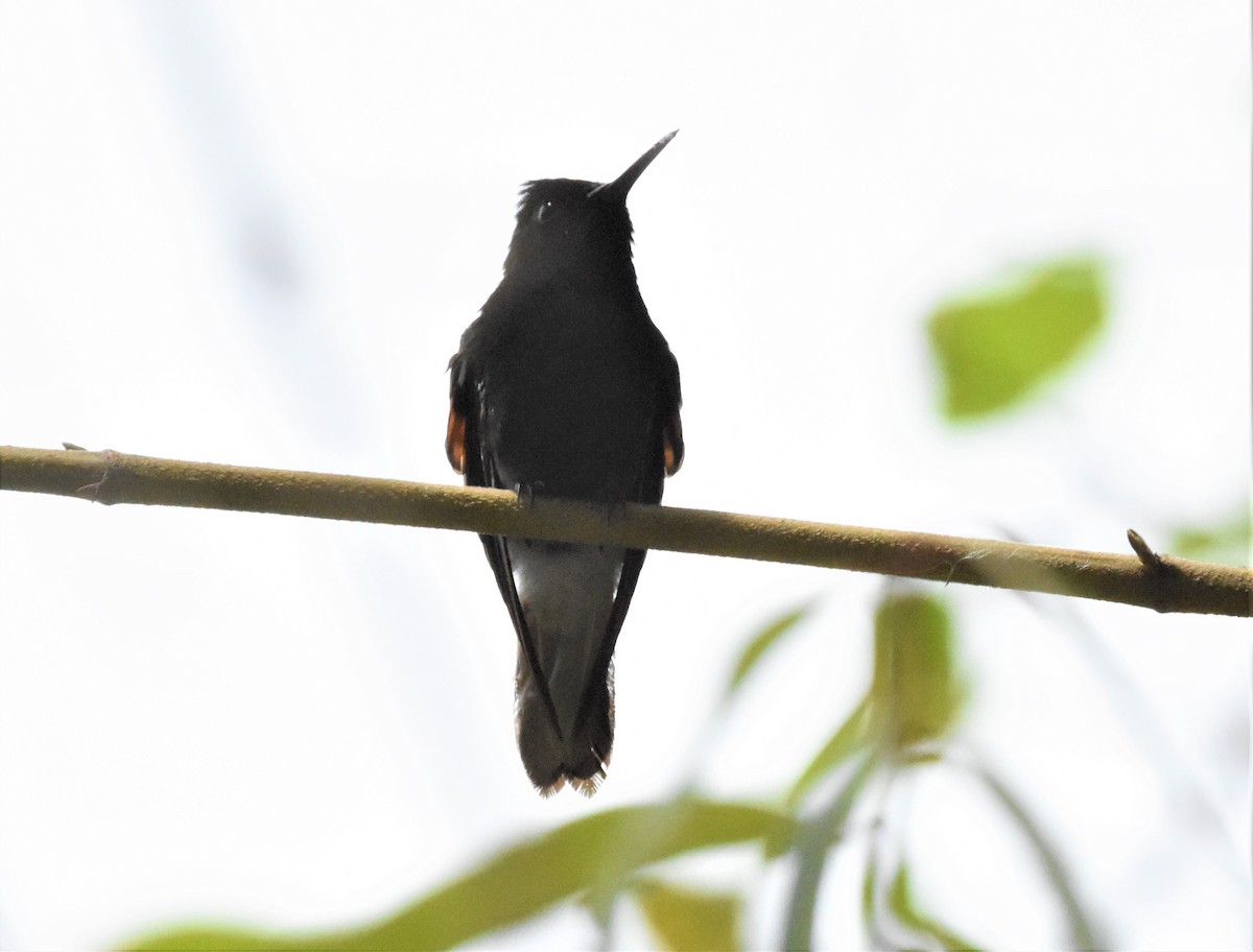 Black-bellied Hummingbird - ML620637602