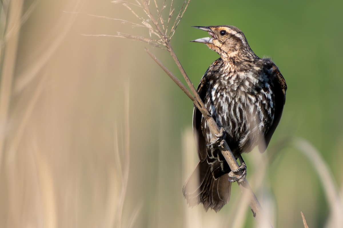 Red-winged Blackbird - Alex Pellegrini