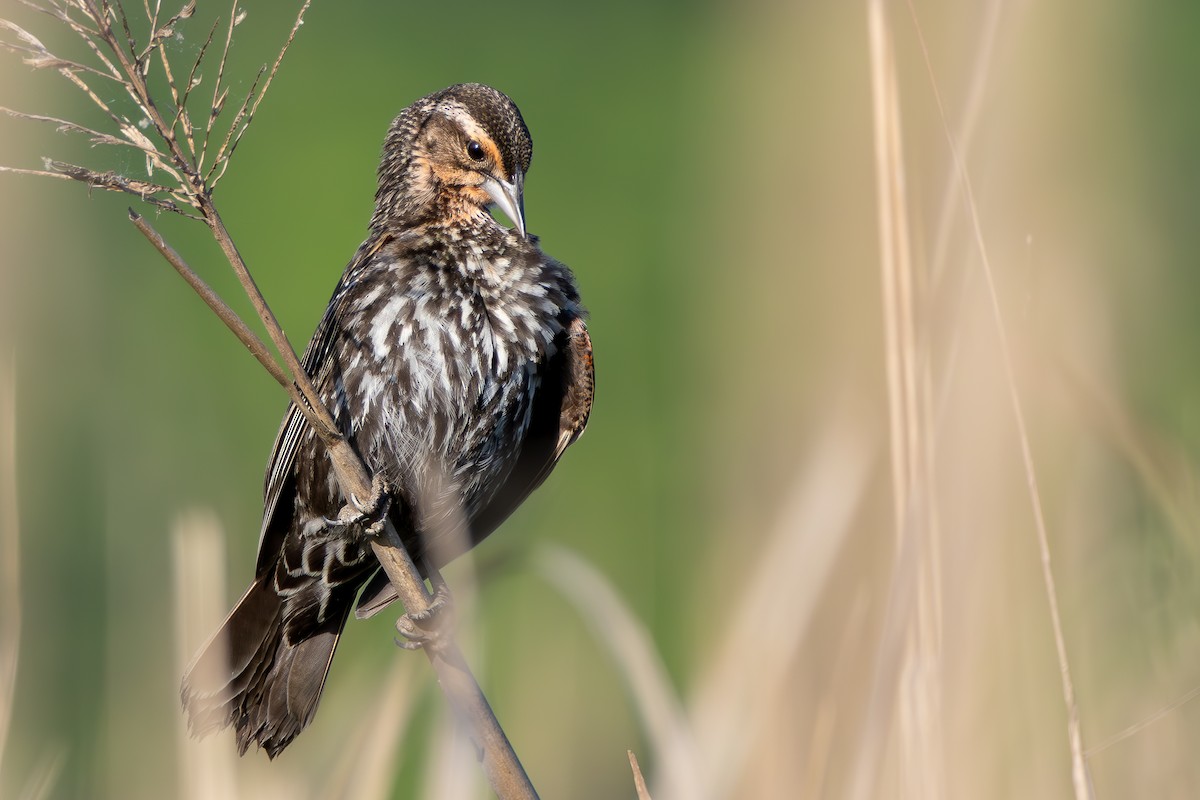 Red-winged Blackbird - ML620637605