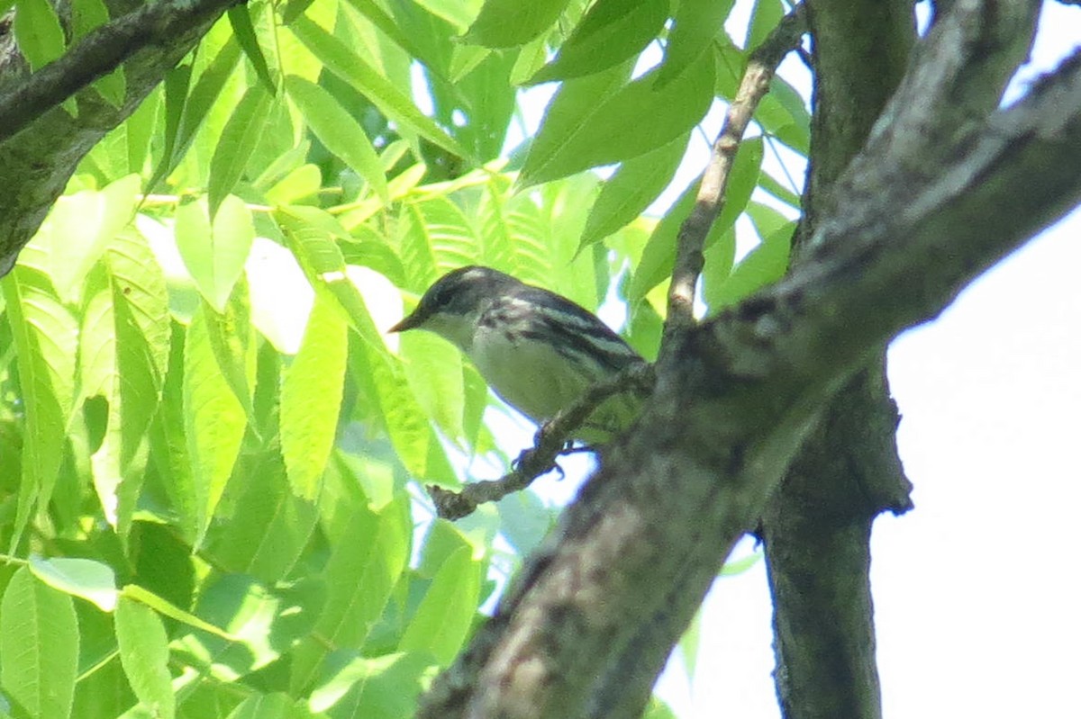 Cerulean Warbler - ML620637606