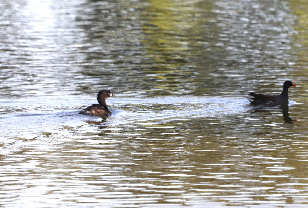 Pied-billed Grebe - ML620637607