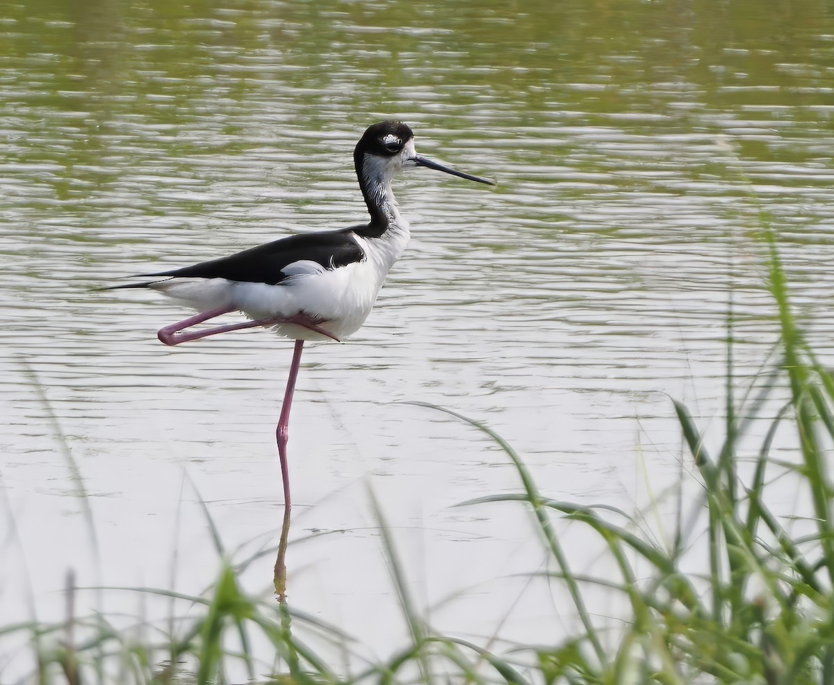 Cigüeñuela Cuellinegra - ML620637608