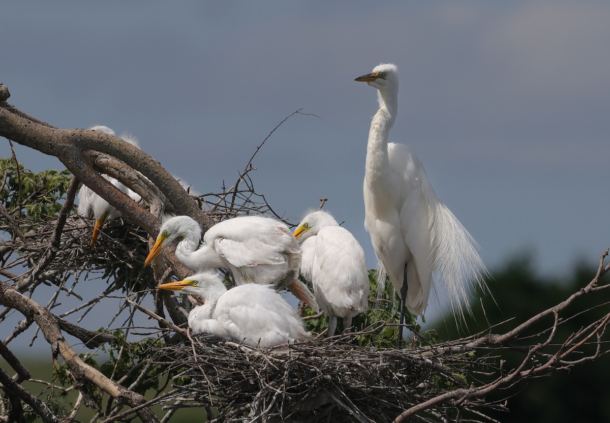 Great Egret - ML620637610