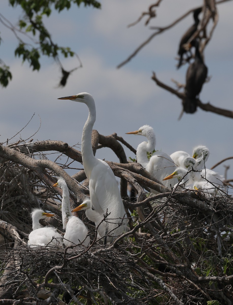 Great Egret - ML620637612