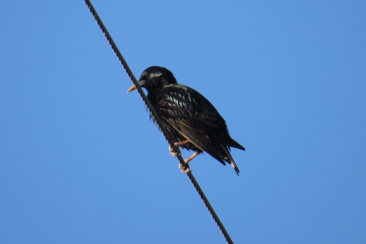 European Starling - ML620637613