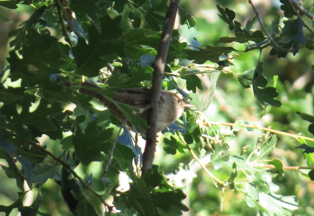 House Wren - ML620637616