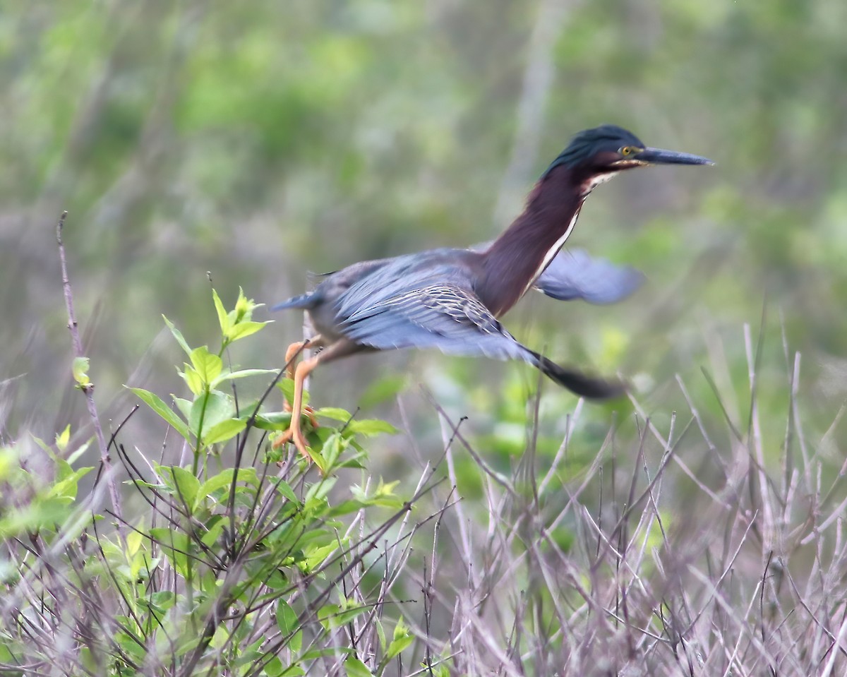 Green Heron - ML620637620