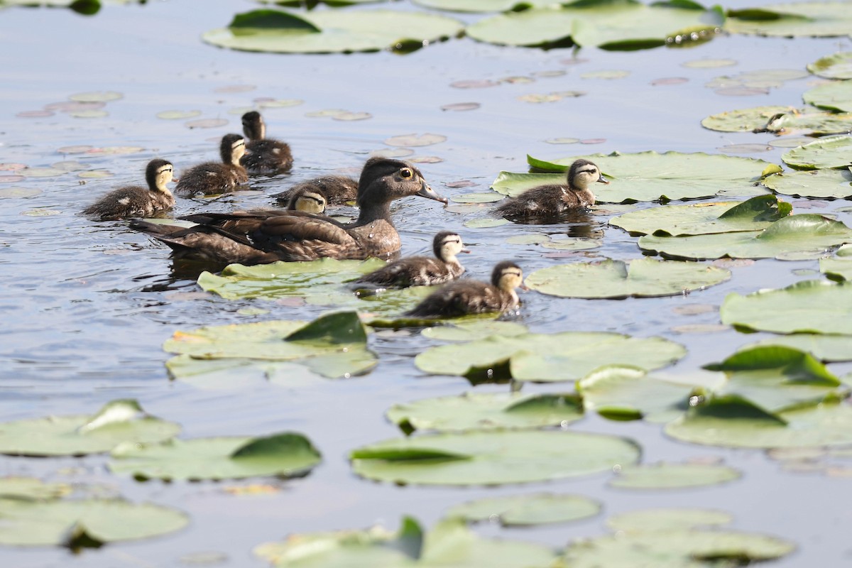 Wood Duck - ML620637621