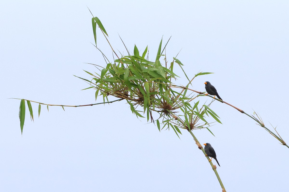 Finch-billed Myna - ML620637622