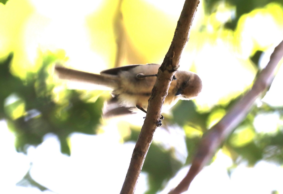 Bushtit - "Chia" Cory Chiappone ⚡️