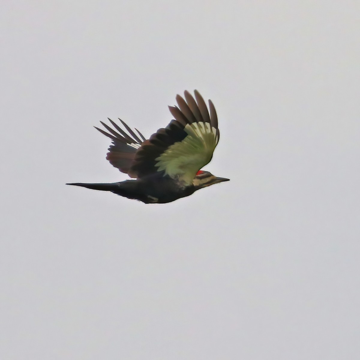 Pileated Woodpecker - ML620637631