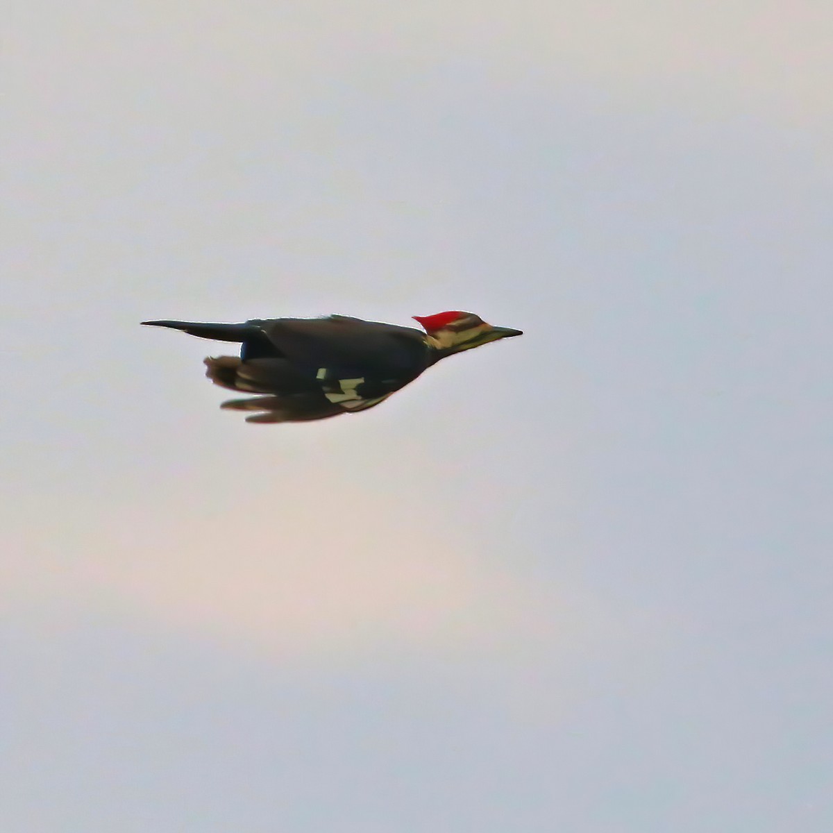 Pileated Woodpecker - ML620637632