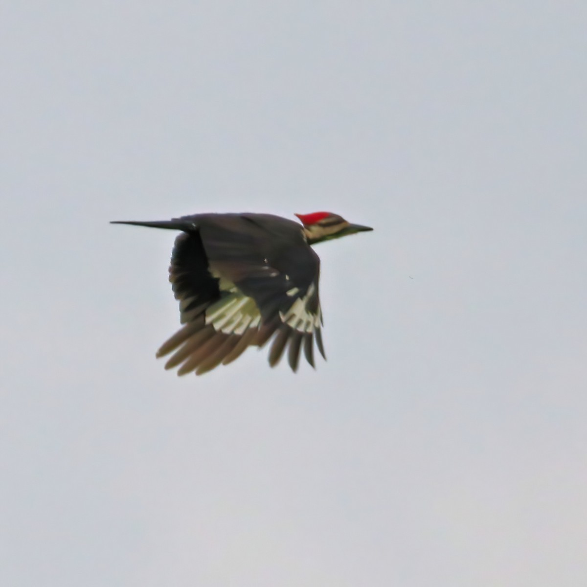 Pileated Woodpecker - Tom Fishburn