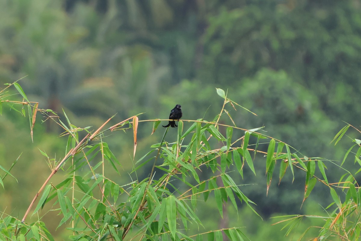 Haarbuschdrongo (leucops/banggaiensis) - ML620637634