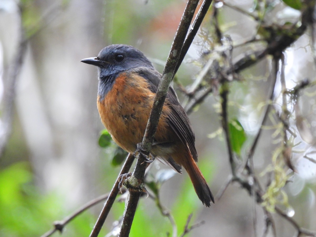 Forest Rock-Thrush (Forest) - Adrián Colino Barea