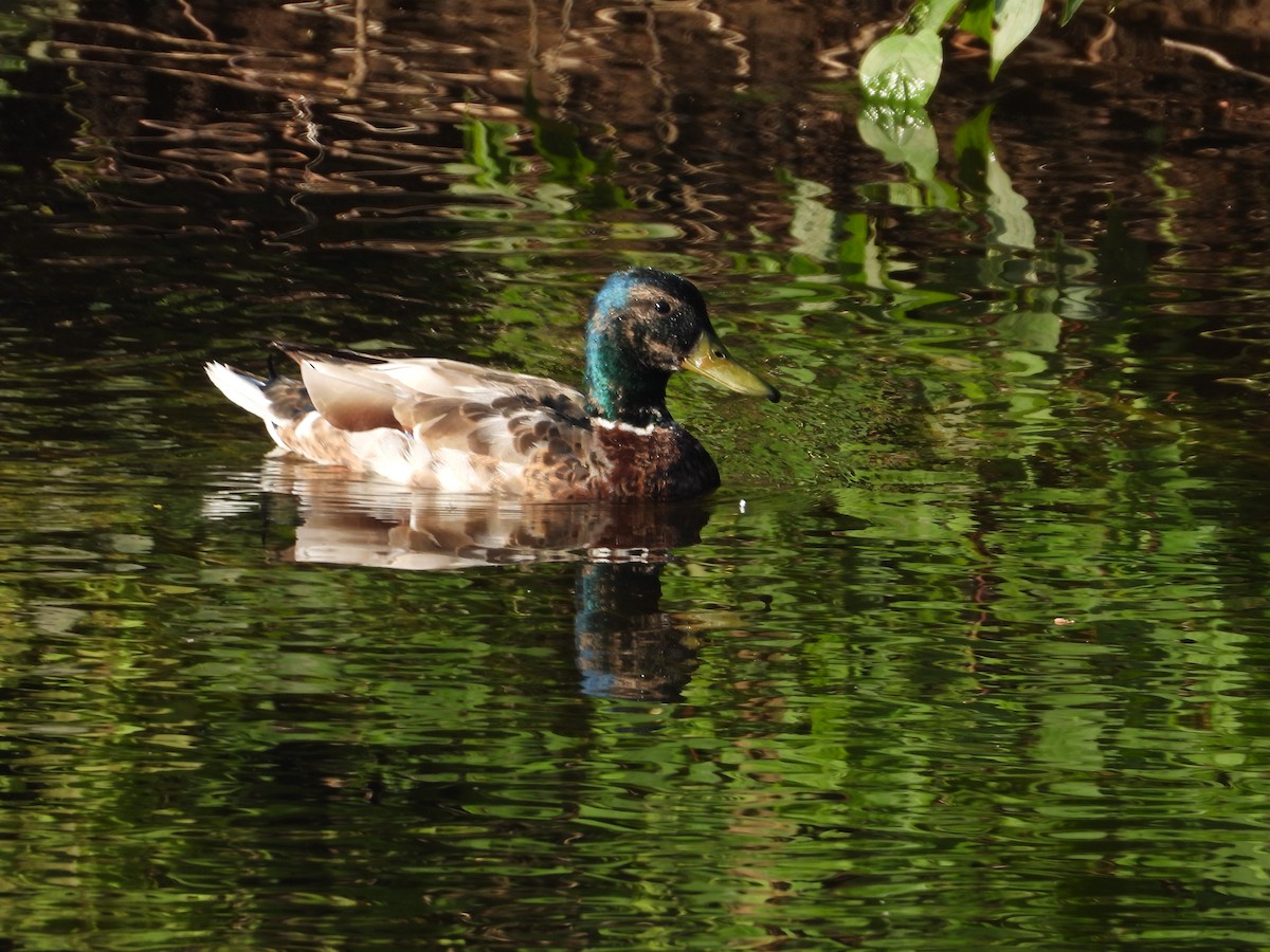 Mallard - ML620637638