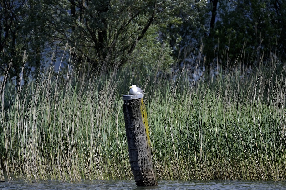 Gaviota Patiamarilla - ML620637646