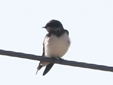 Barn Swallow - ML620637648