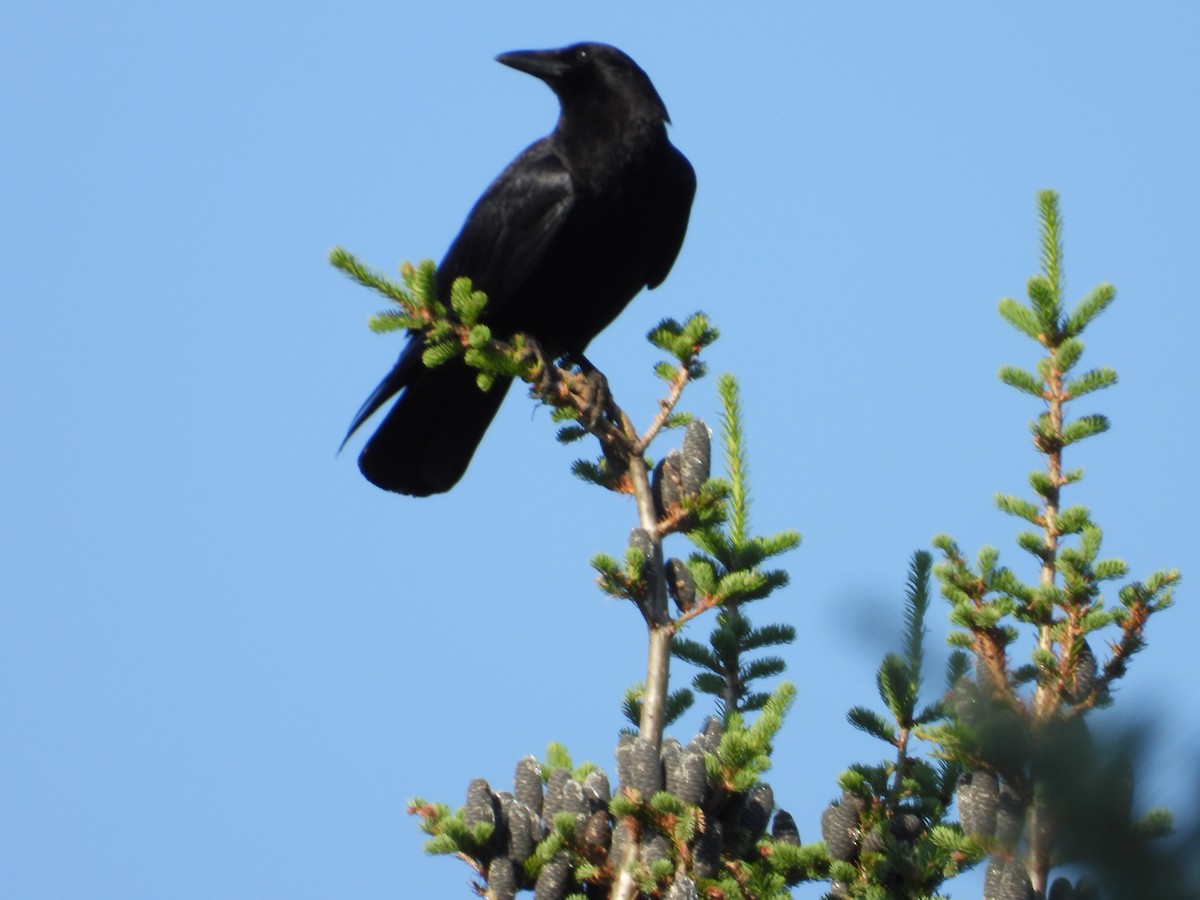 American Crow - ML620637651