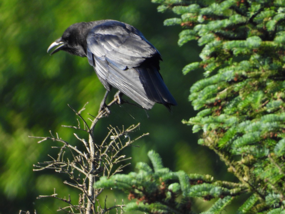 American Crow - ML620637652