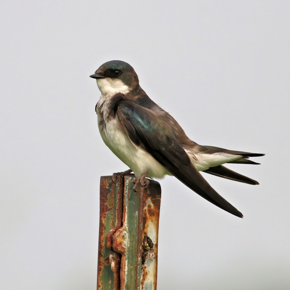 Golondrina Bicolor - ML620637653