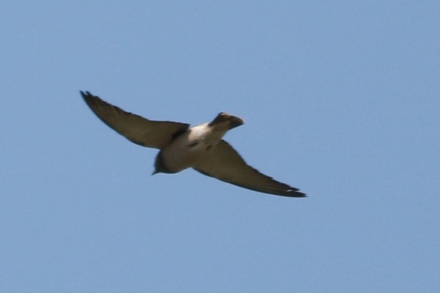 Ashy Woodswallow - ML620637654