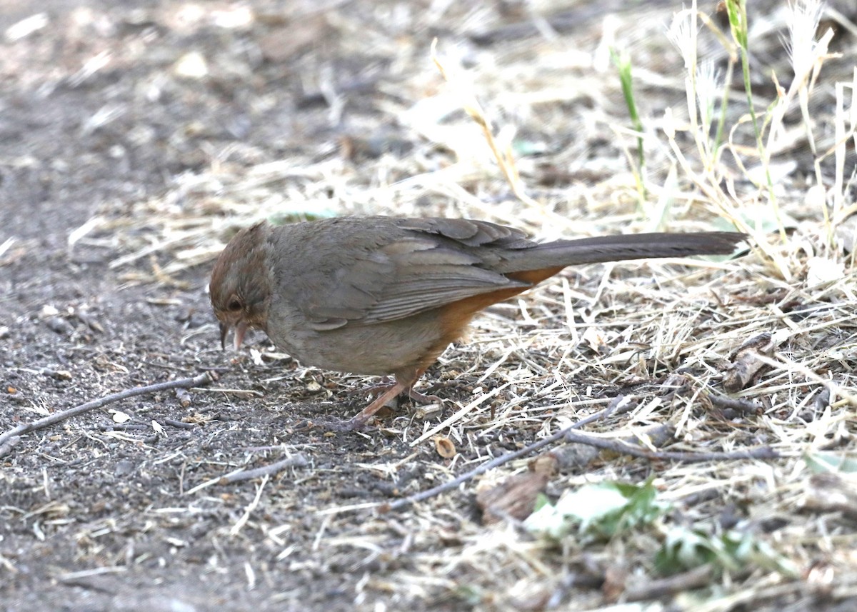 California Towhee - ML620637659