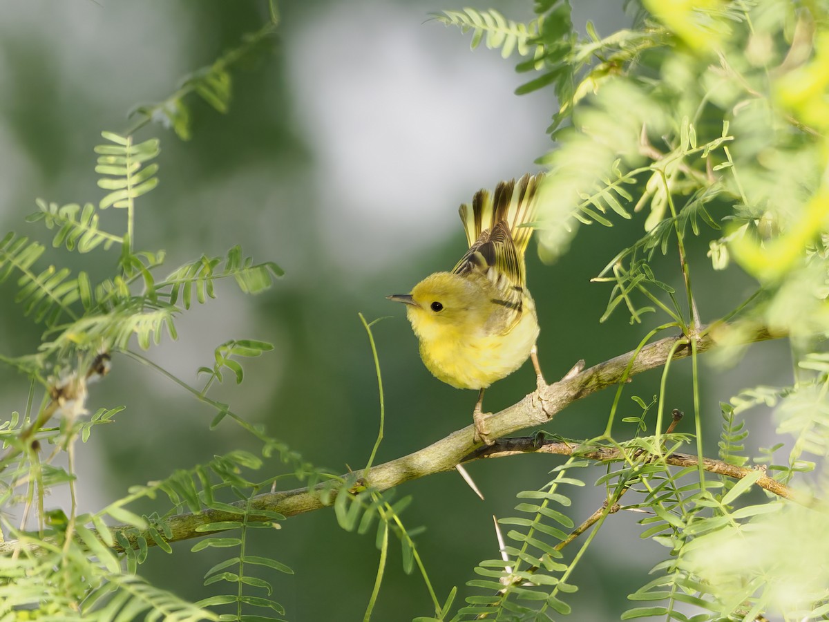 Yellow Warbler - ML620637663