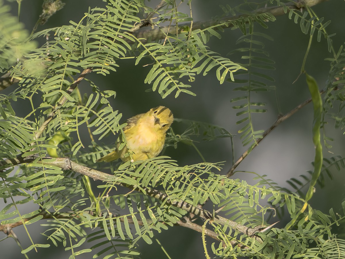 Yellow Warbler - ML620637664