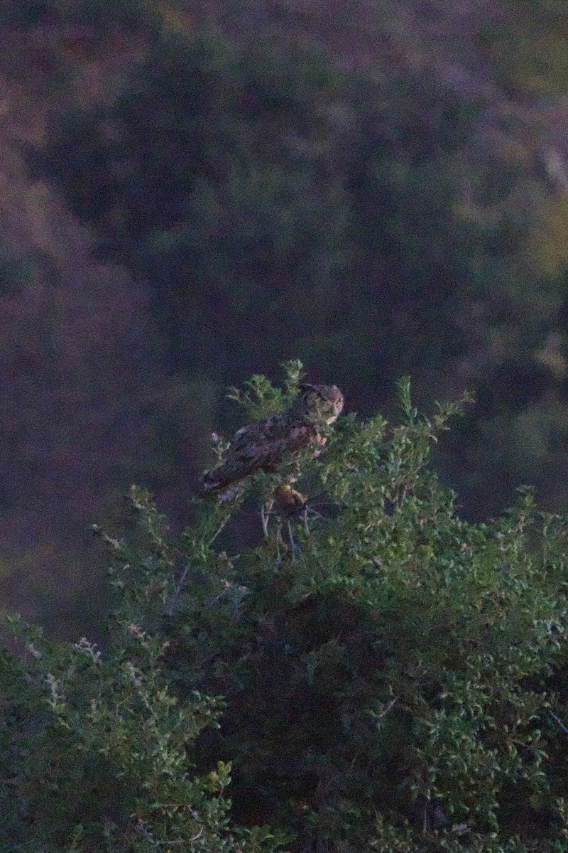 Great Horned Owl - ML620637670