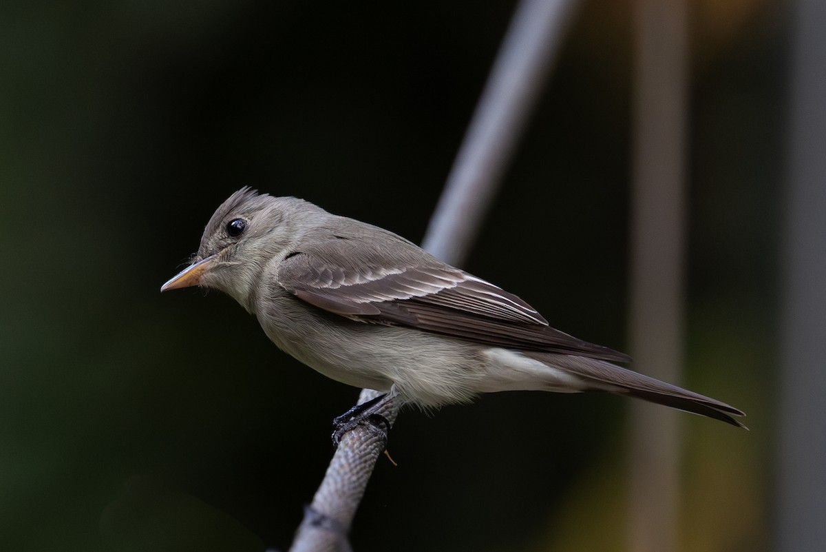 Western Wood-Pewee - ML620637672