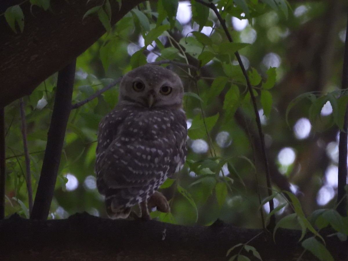 Spotted Owlet - ML620637675
