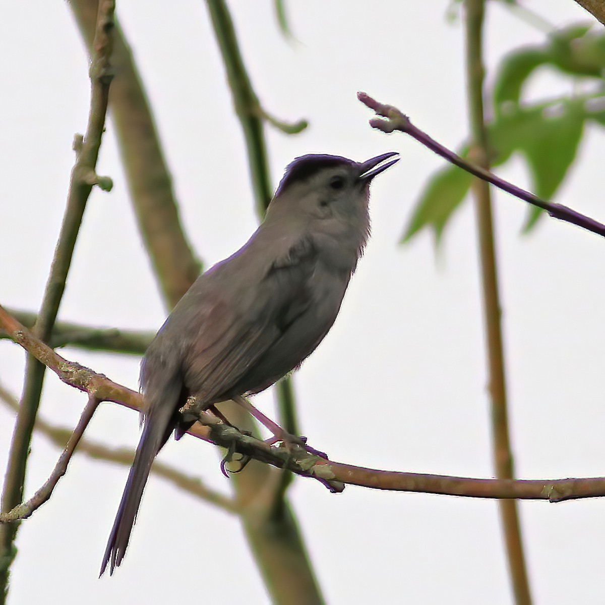 Gray Catbird - ML620637678