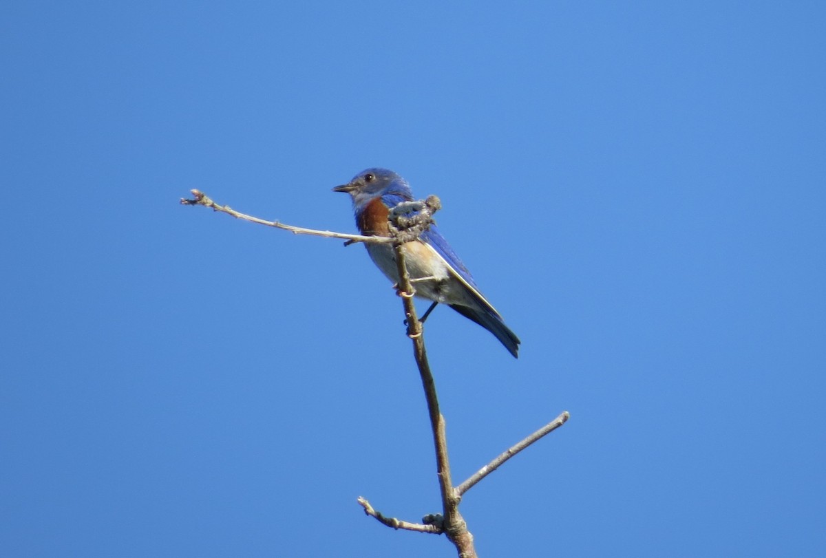 Western Bluebird - ML620637680