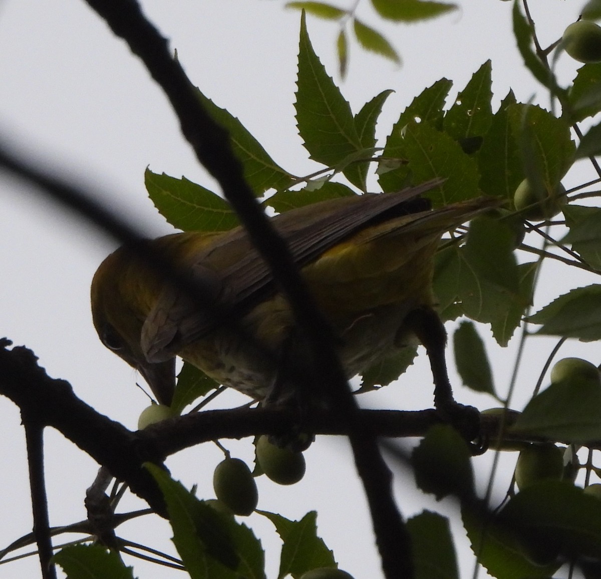 Indian Golden Oriole - ML620637682