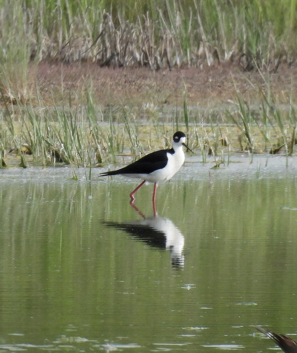 Black-necked Stilt - ML620637686