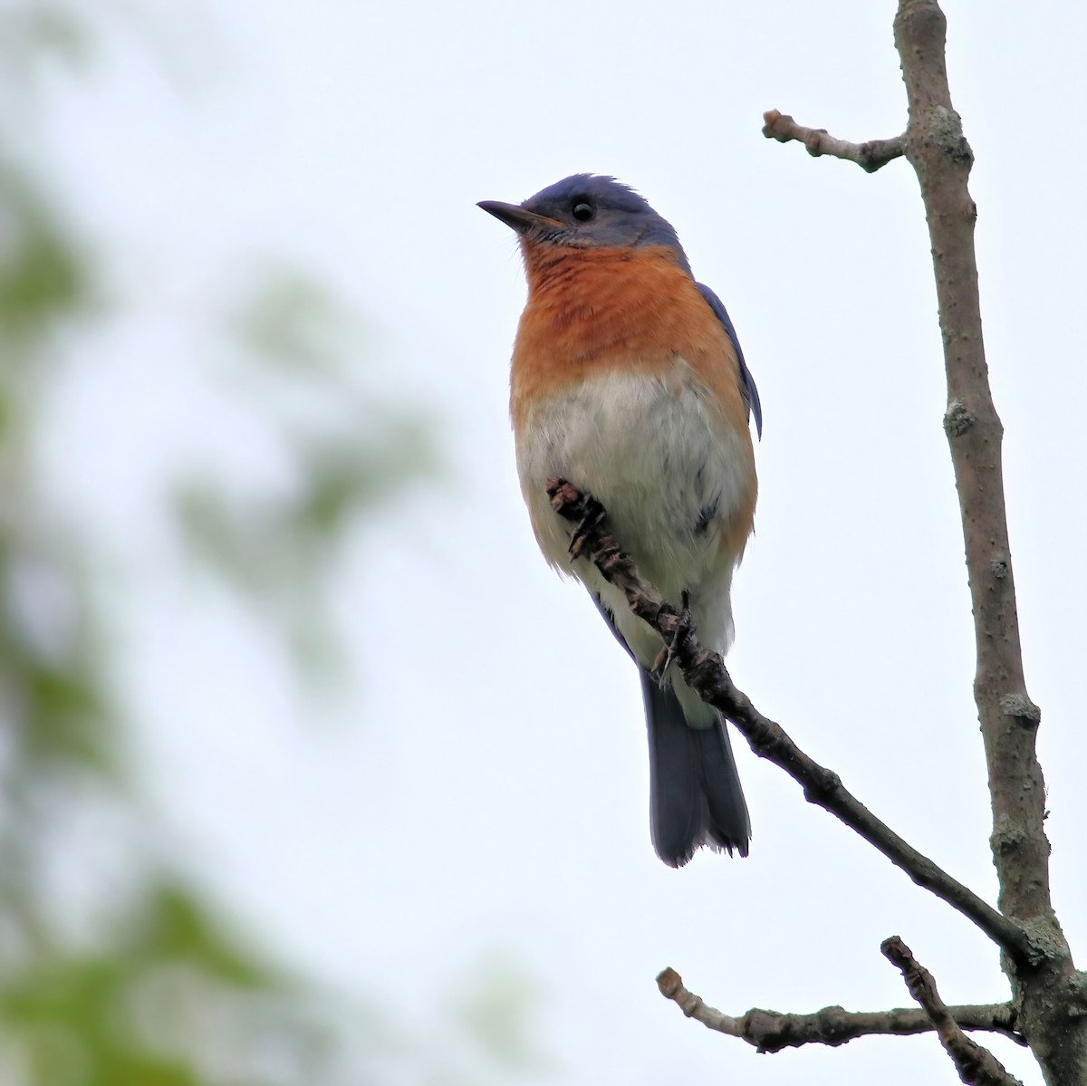 Eastern Bluebird - ML620637698