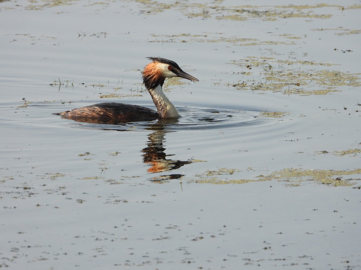 Great Crested Grebe - ML620637699