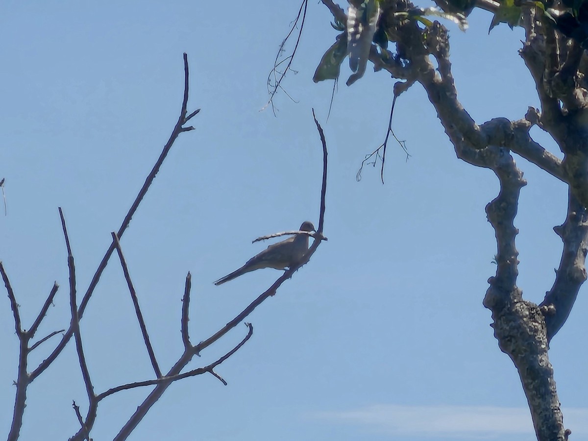 Spotted Dove - ML620637700