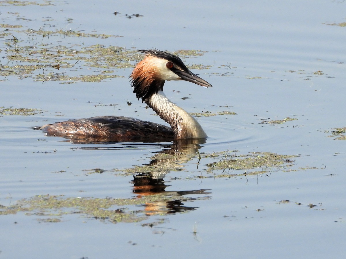 Great Crested Grebe - ML620637702