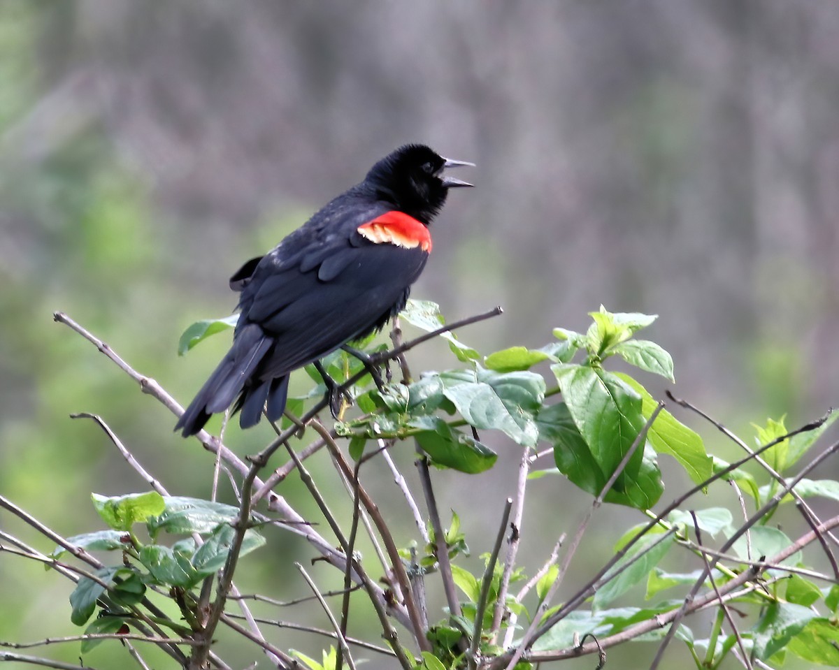 Red-winged Blackbird - Tom Fishburn