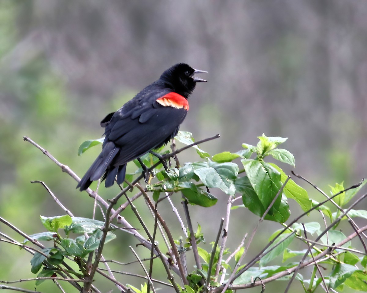 Red-winged Blackbird - ML620637706