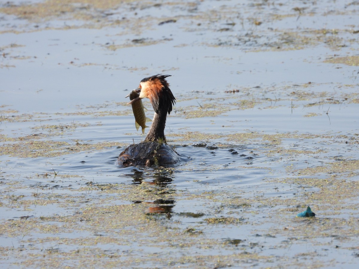 Great Crested Grebe - ML620637707