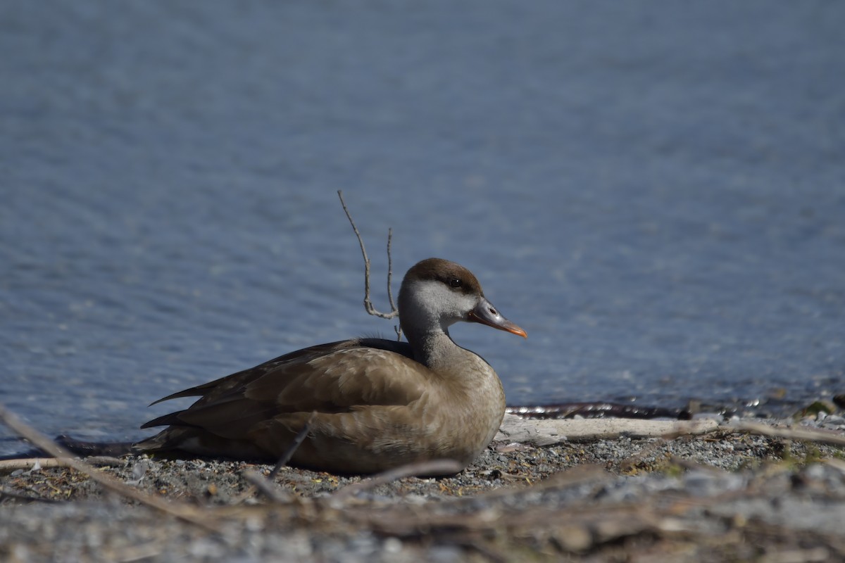 Red-crested Pochard - ML620637709