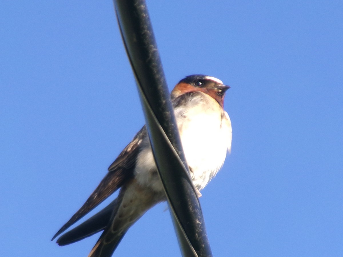 Cliff Swallow - ML620637711