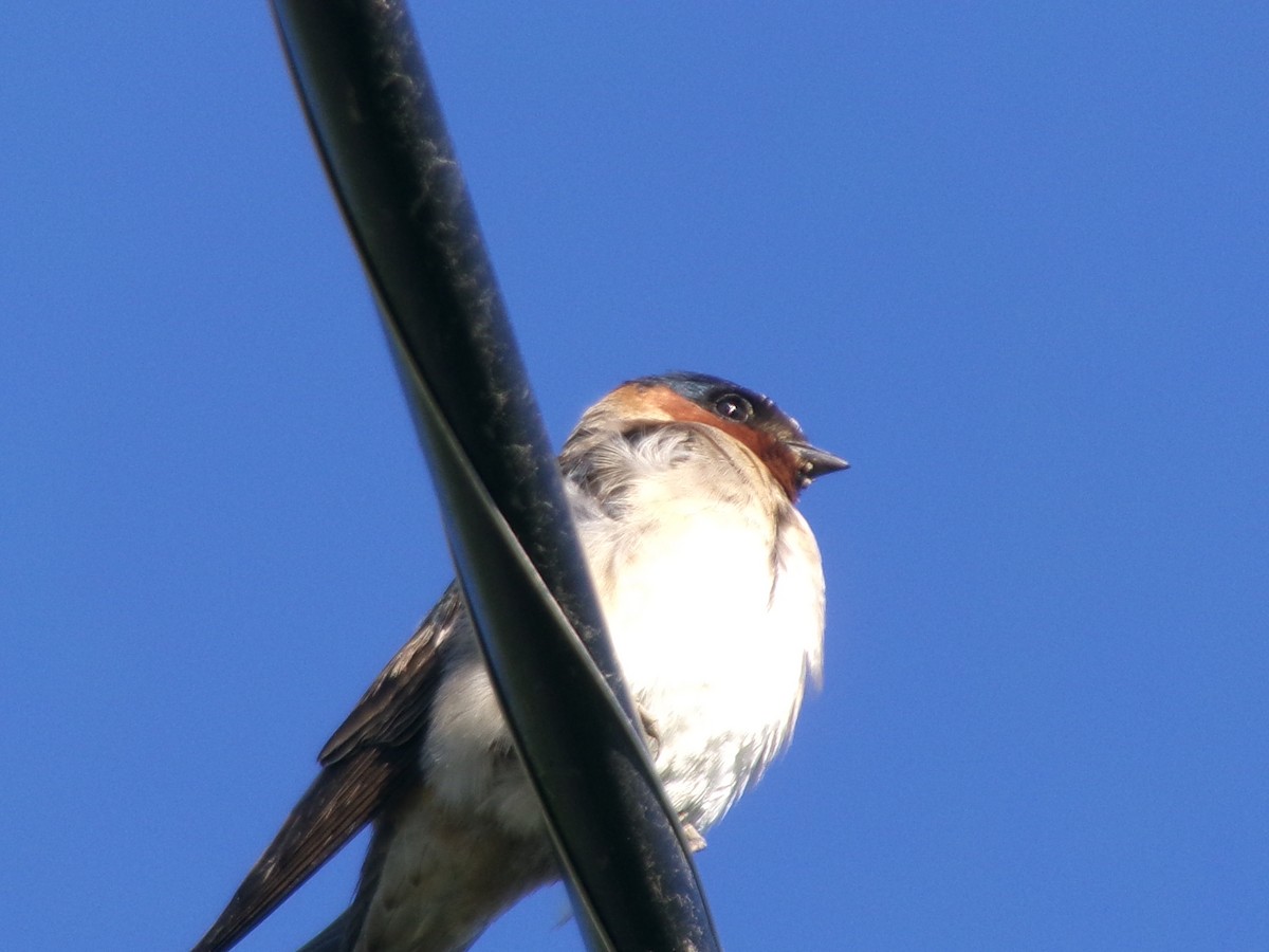 Cliff Swallow - ML620637714